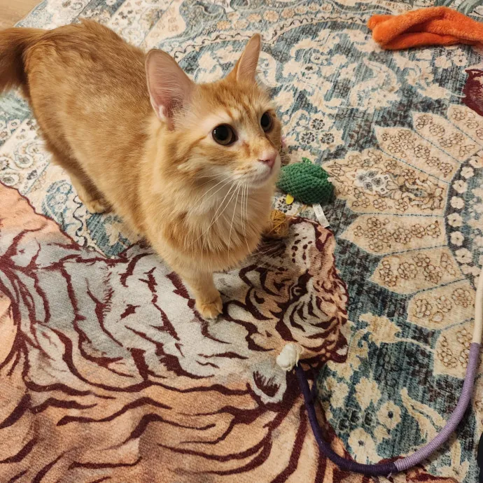 Purr-Fectly Reliable Cat Care