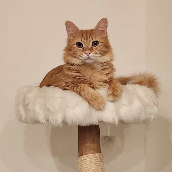 Purr-Fectly Reliable Cat Care