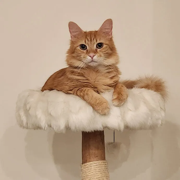 Purr-Fectly Reliable Cat Care