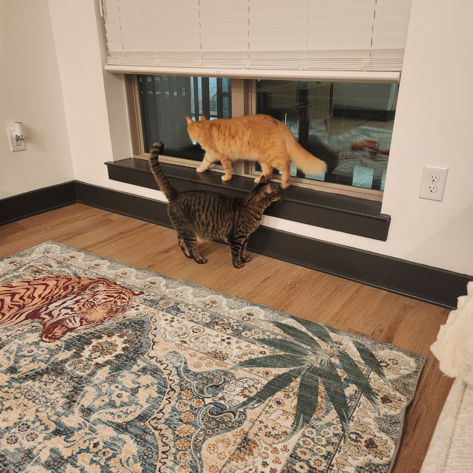Purr-Fectly Reliable Cat Care