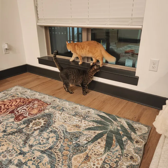 Purr-Fectly Reliable Cat Care