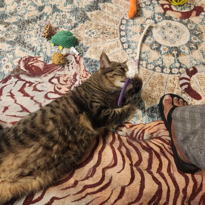 Purr-Fectly Reliable Cat Care
