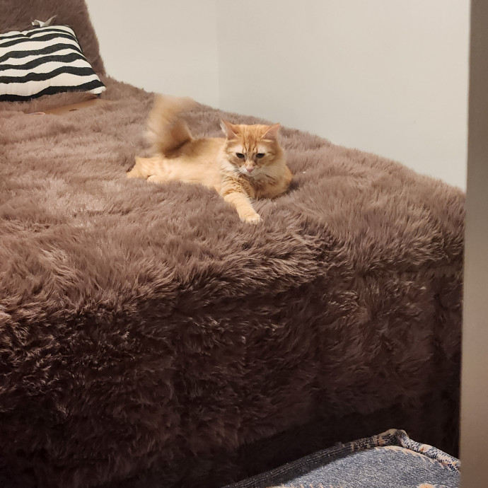 Purr-Fectly Reliable Cat Care