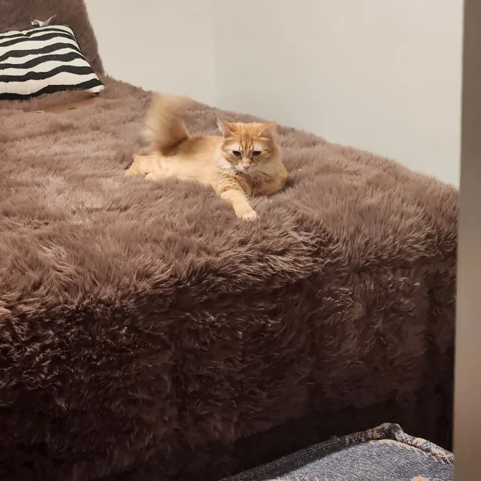 Purr-Fectly Reliable Cat Care