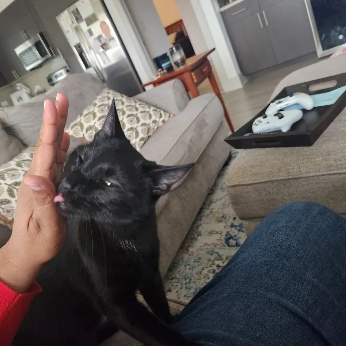 Purr-Fectly Reliable Cat Care