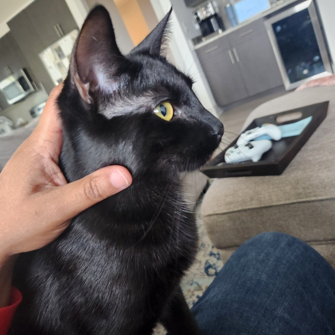 Purr-Fectly Reliable Cat Care