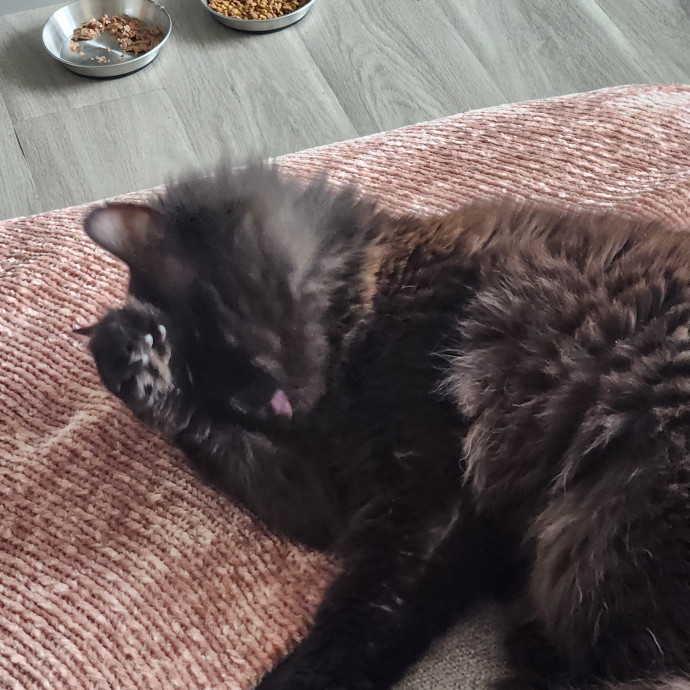 Purr-Fectly Reliable Cat Care