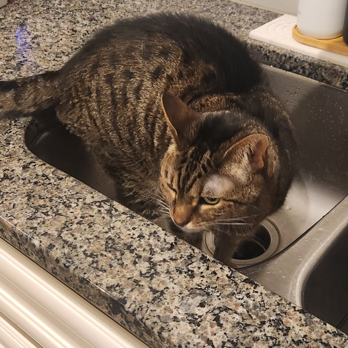 Purr-Fectly Reliable Cat Care