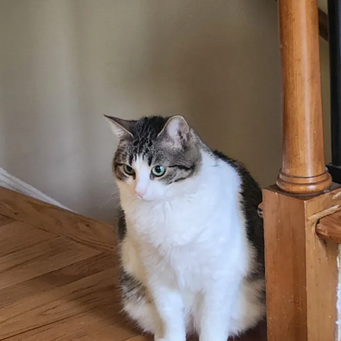 Purr-Fectly Reliable Cat Care