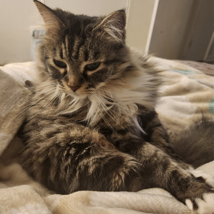 Purr-Fectly Reliable Cat Care