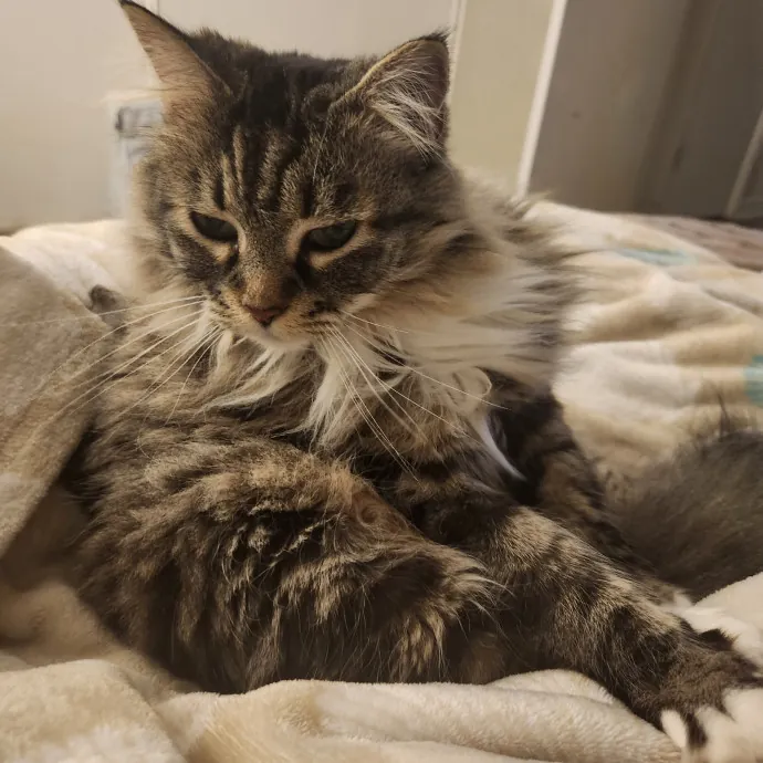 Purr-Fectly Reliable Cat Care
