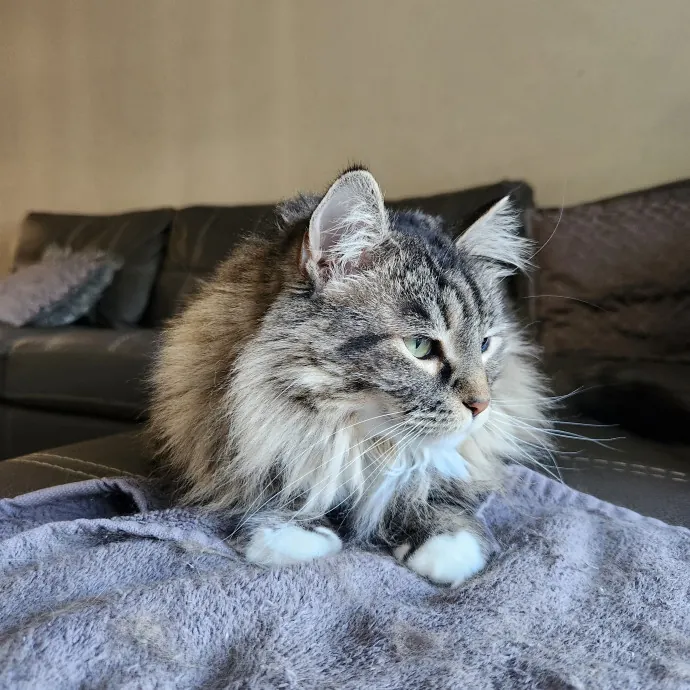 Purr-Fectly Reliable Cat Care