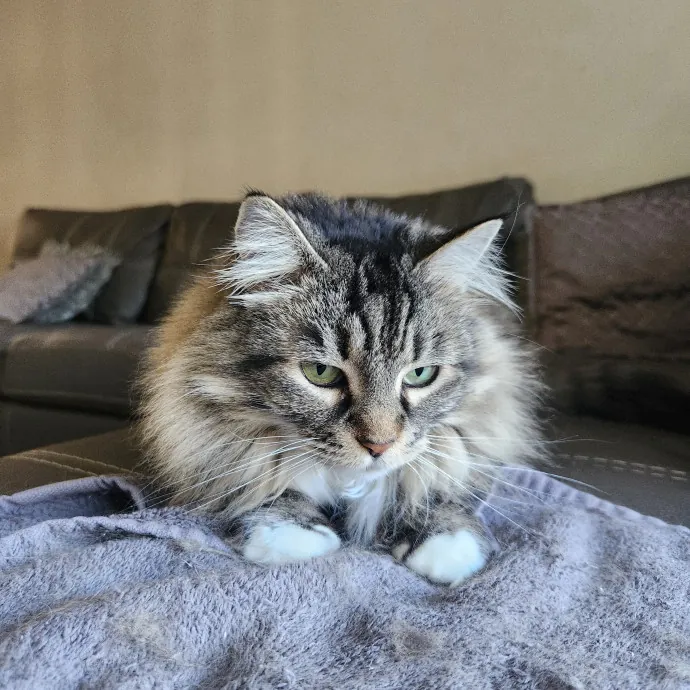 Purr-Fectly Reliable Cat Care