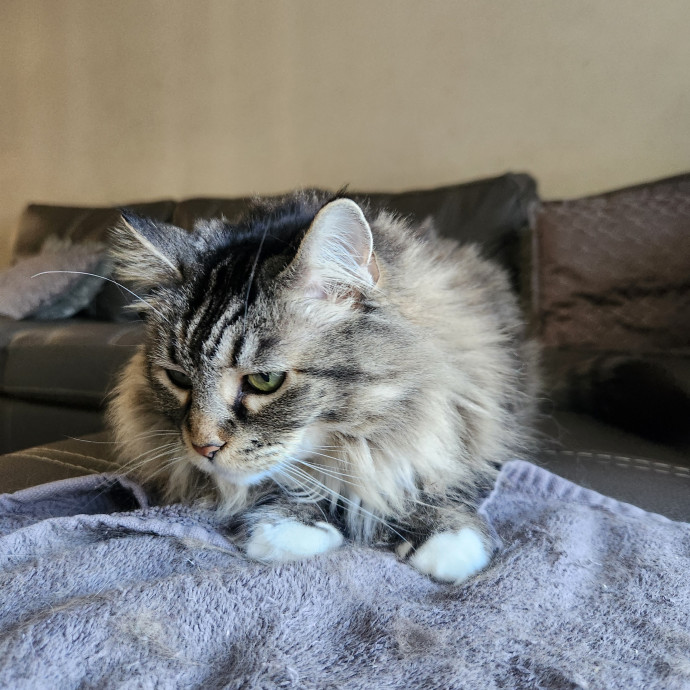 Purr-Fectly Reliable Cat Care