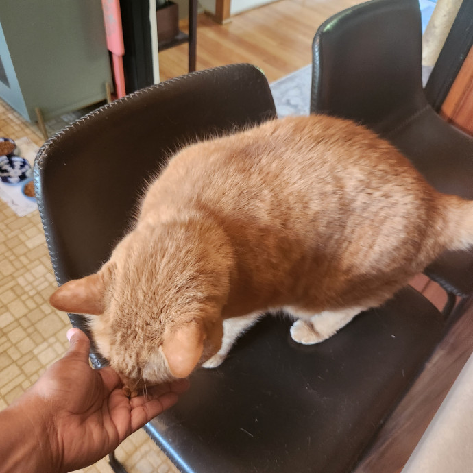 Purr-Fectly Reliable Cat Care