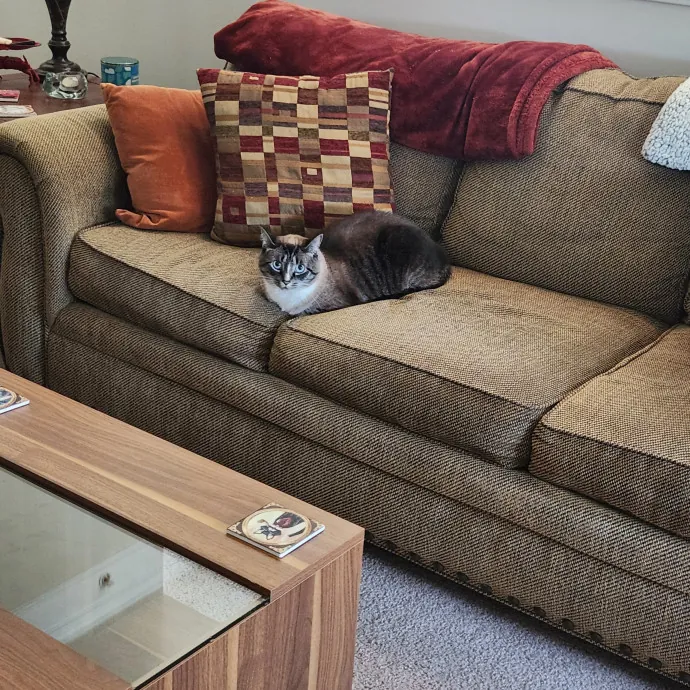 Purr-Fectly Reliable Cat Care