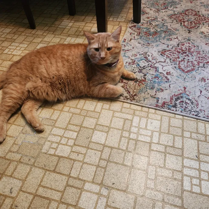 Purr-Fectly Reliable Cat Care