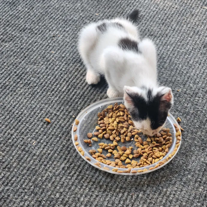 Purr-Fectly Reliable Cat Care
