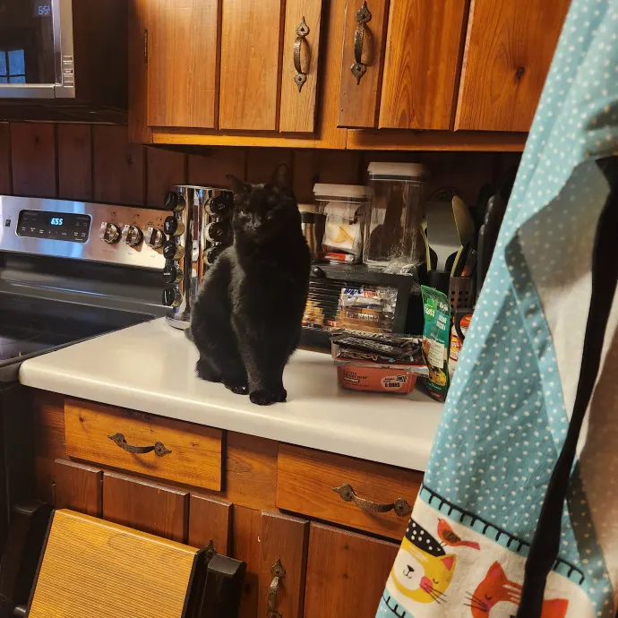 Purr-Fectly Reliable Cat Care