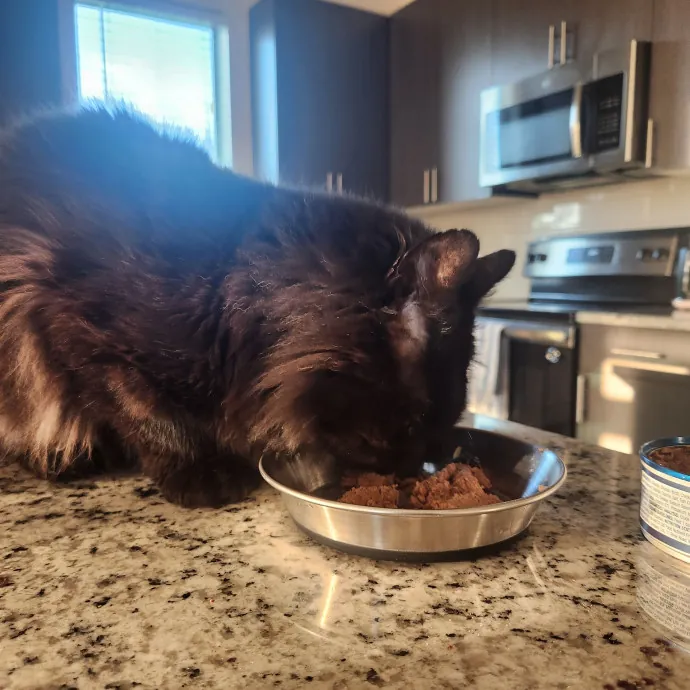 Purr-Fectly Reliable Cat Care
