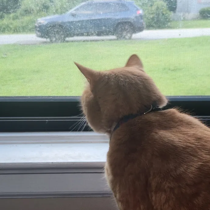 Purr-Fectly Reliable Cat Care