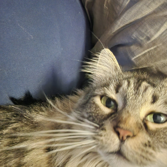 Purr-Fectly Reliable Cat Care