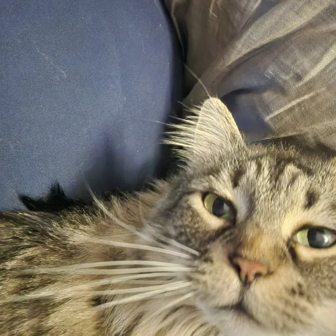 Purr-Fectly Reliable Cat Care