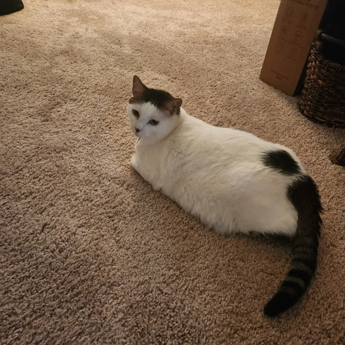 Purr-Fectly Reliable Cat Care