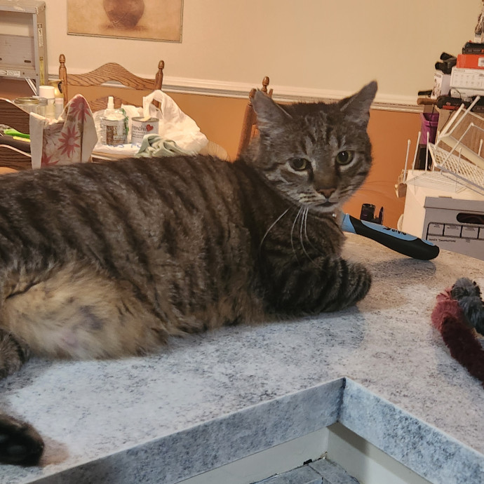 Purr-Fectly Reliable Cat Care