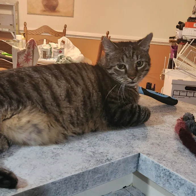 Purr-Fectly Reliable Cat Care