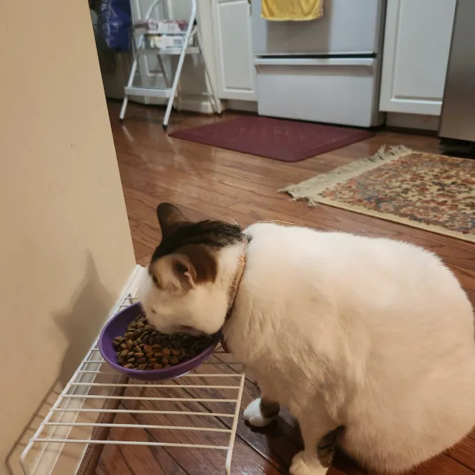 Purr-Fectly Reliable Cat Care