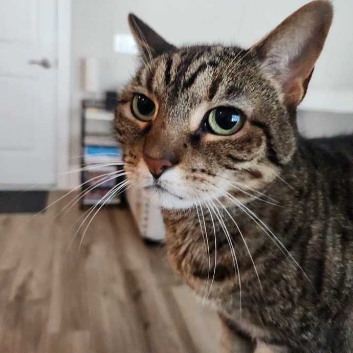 Purr-Fectly Reliable Cat Care