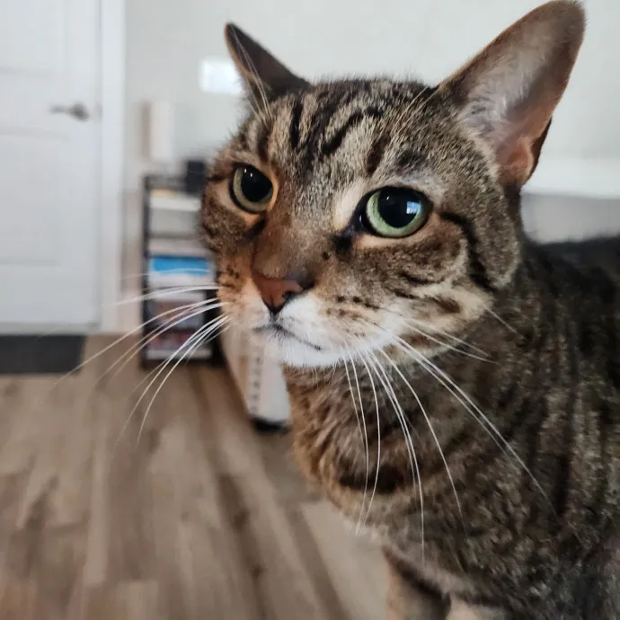 Purr-Fectly Reliable Cat Care