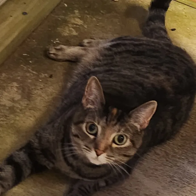 Purr-Fectly Reliable Cat Care