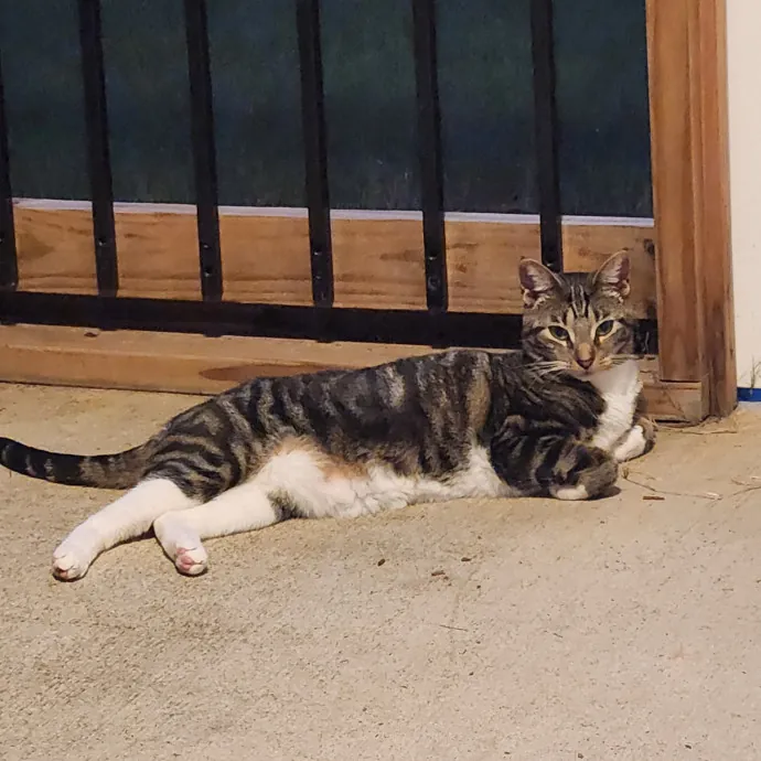 Purr-Fectly Reliable Cat Care