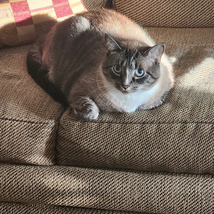 Purr-Fectly Reliable Cat Care