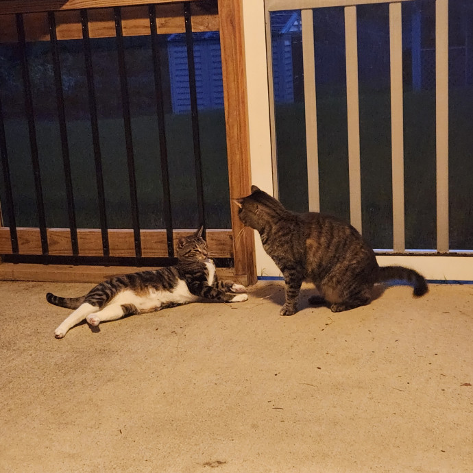 Purr-Fectly Reliable Cat Care