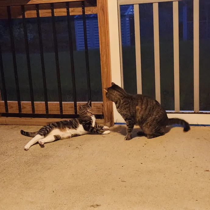 Purr-Fectly Reliable Cat Care