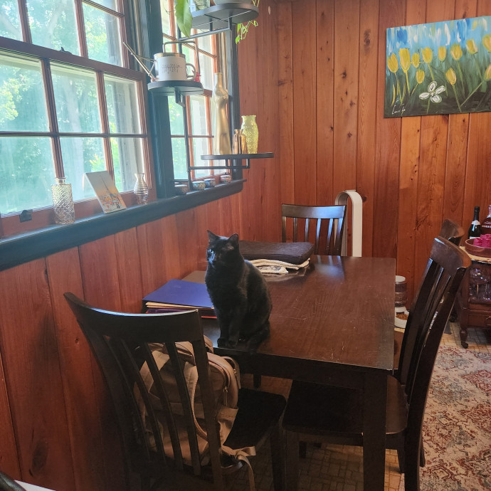 Purr-Fectly Reliable Cat Care