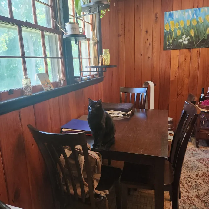 Purr-Fectly Reliable Cat Care
