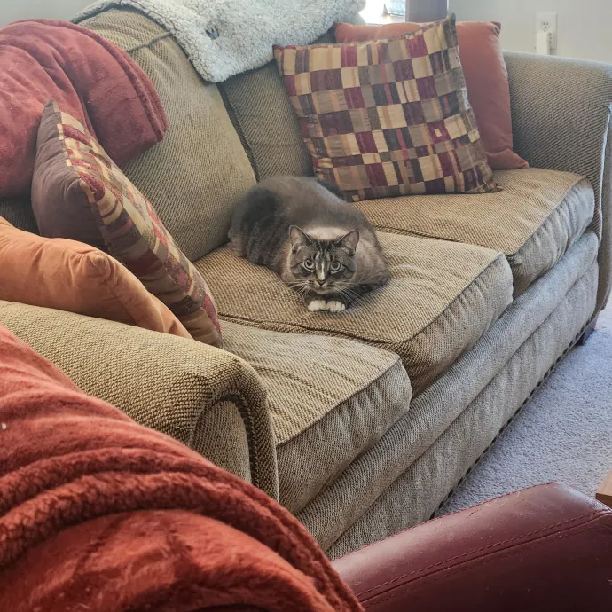 Purr-Fectly Reliable Cat Care photo 4