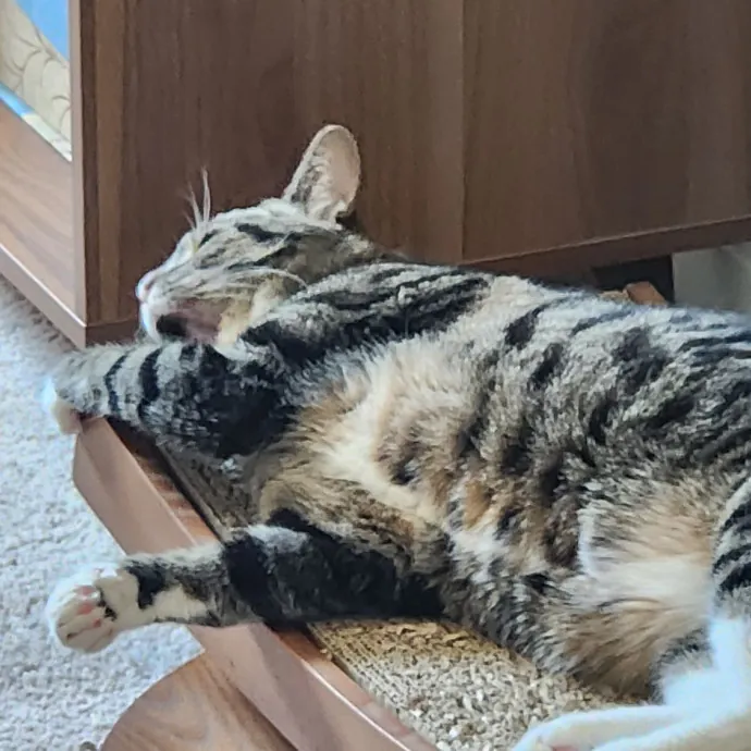 Purr-Fectly Reliable Cat Care photo 3