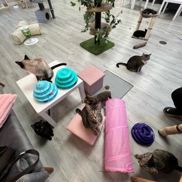 Cat Lover Listener Empathy-Based Care