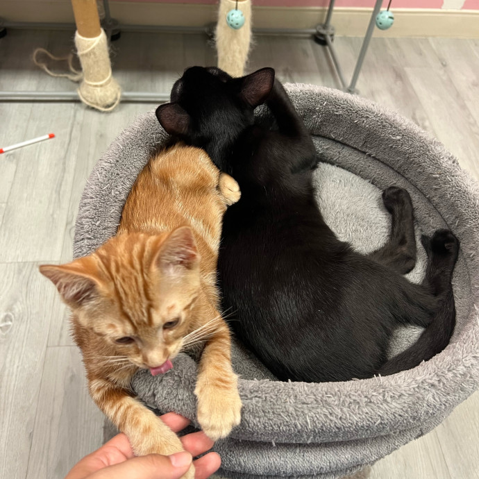 Cat Lover Listener Empathy-Based Care