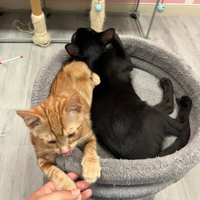 Cat Lover Listener Empathy-Based Care