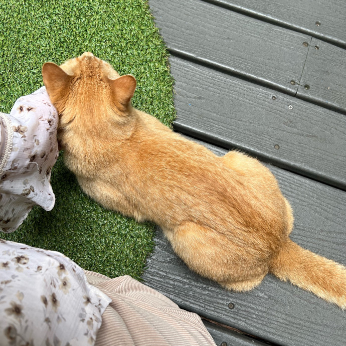 Cat Lover Listener Empathy-Based Care