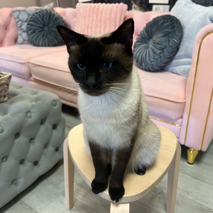 Cat Lover Listener Empathy-Based Care