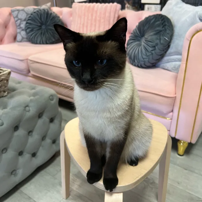 Cat Lover Listener Empathy-Based Care