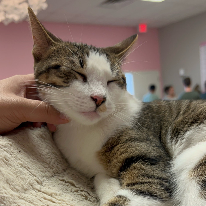 Cat Lover Listener Empathy-Based Care