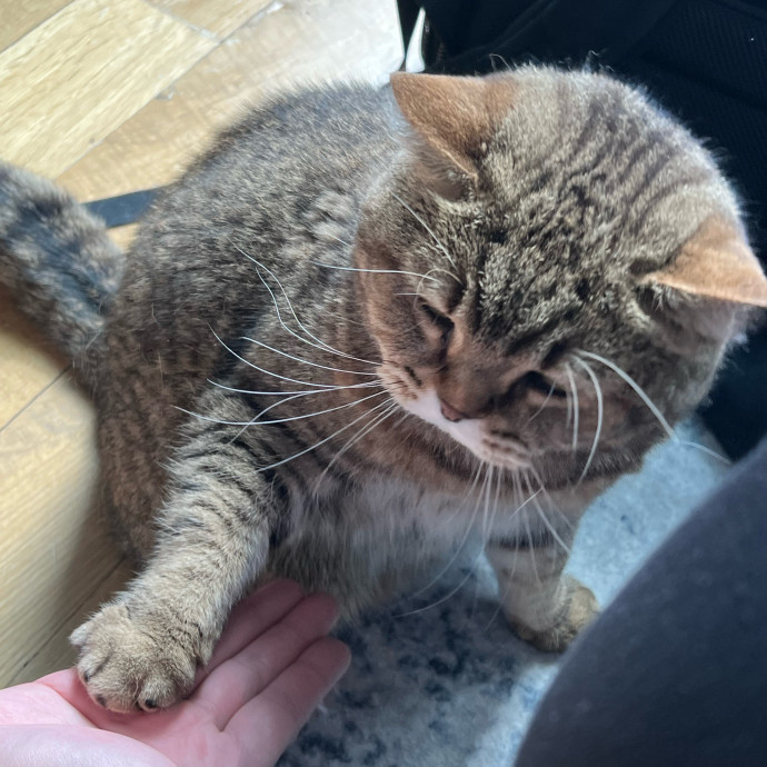 Cat Lover Listener Empathy-Based Care